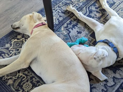 Two mixed-breed dogs sleeping together on a rug